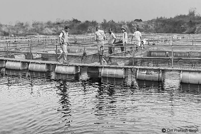 Members of the SHG busy with their daily chores at the cage fish farming unit in mining pit at Nandna village, Dumka district, Jharkhand